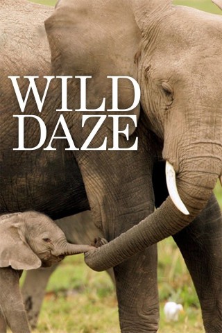 فيلم Wild Daze 2020 مترجم